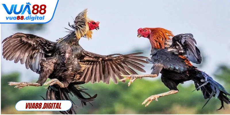 Đá gà mini là lựa chọn cho những ai muốn trải nghiệm nhanh